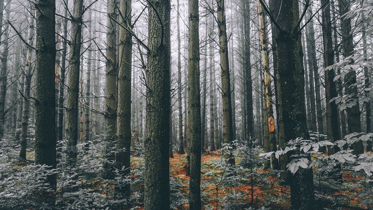 trees forest plants free photo