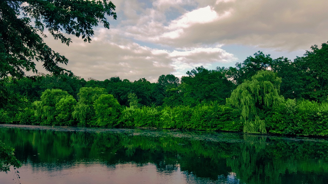 trees green grass free photo