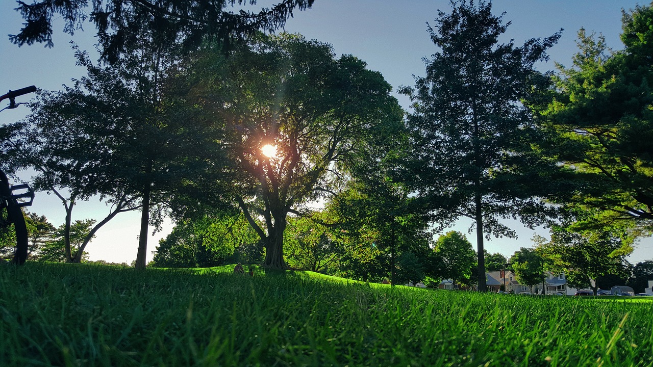 trees green grass free photo