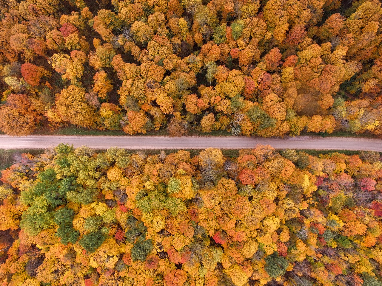 trees clolorful aerial free photo