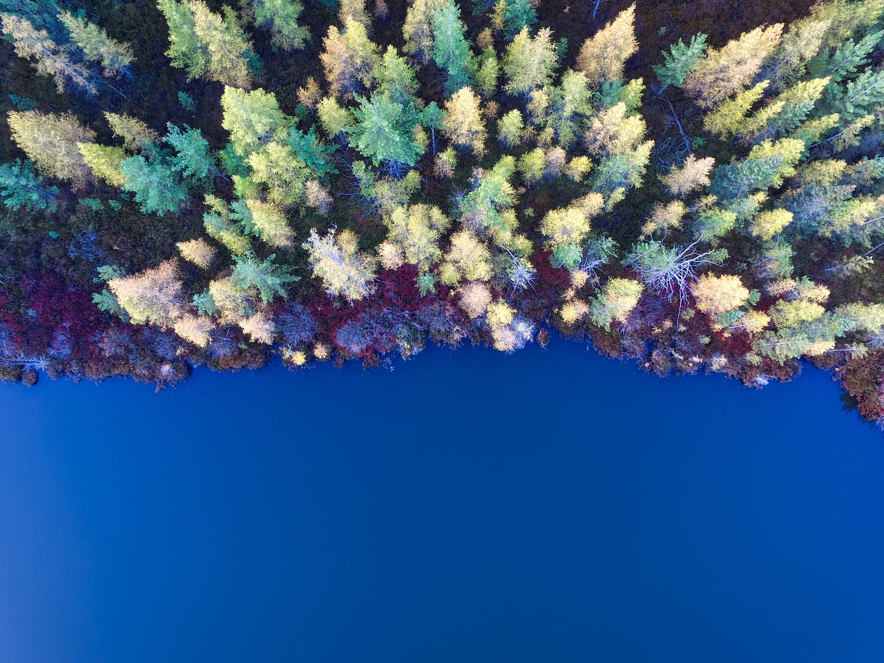 trees clolorful aerial free photo