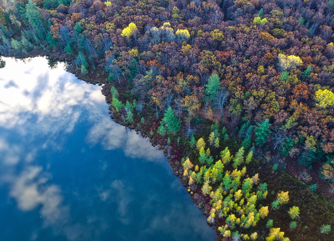 trees clolorful aerial free photo