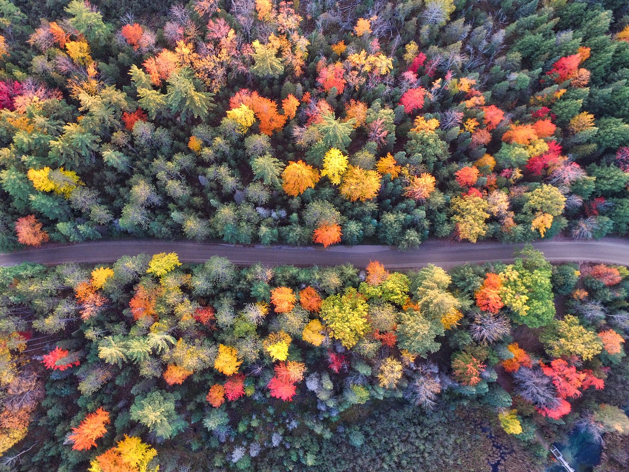 trees clolorful aerial free photo