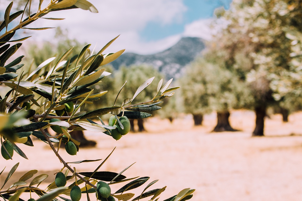 trees green olive free photo