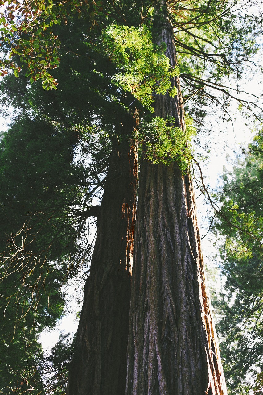 trees wood forest free photo