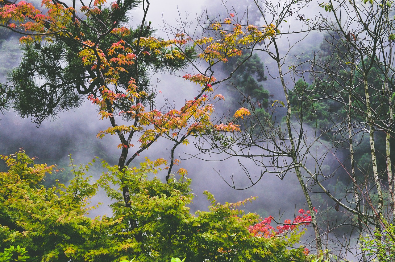 trees plant nature free photo