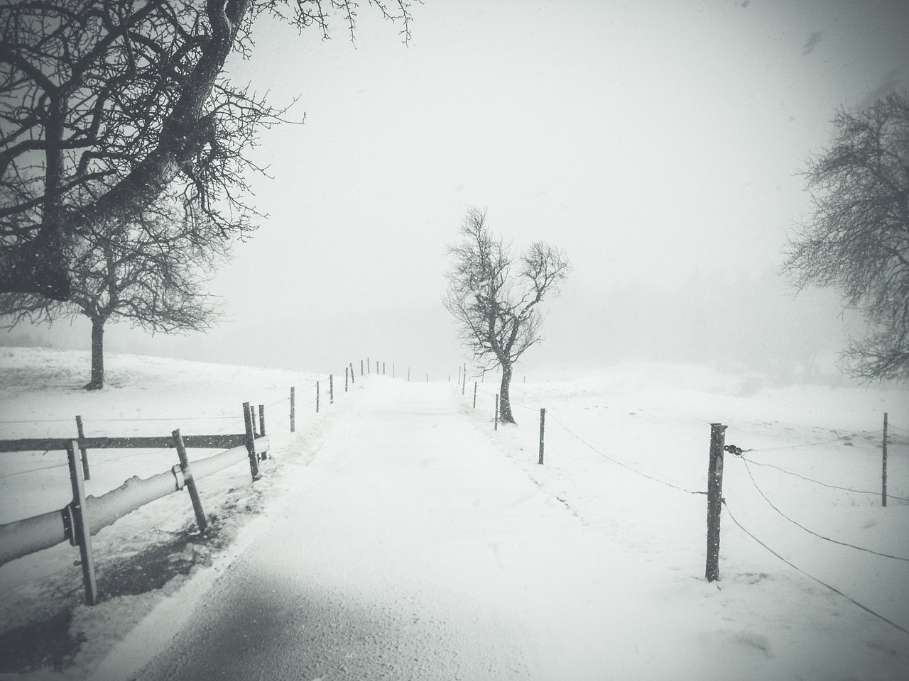 trees path road free photo