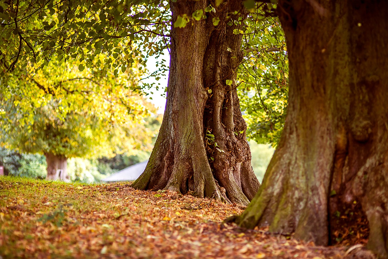 trees leaves plants free photo