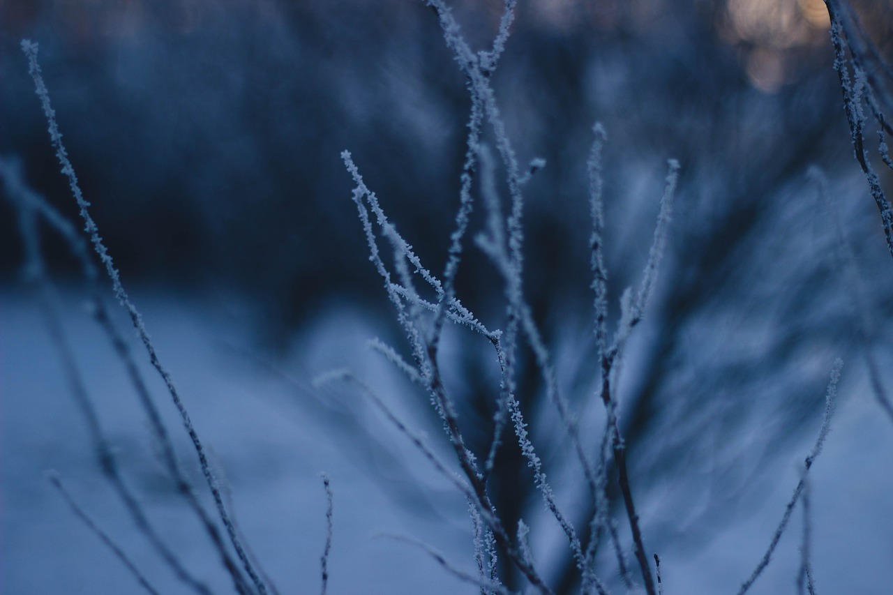 trees branches winter free photo