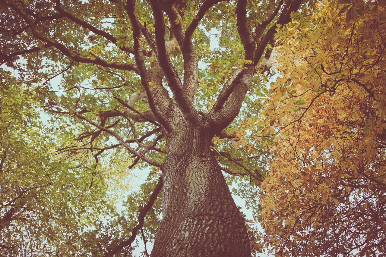 trees branches leaves free photo