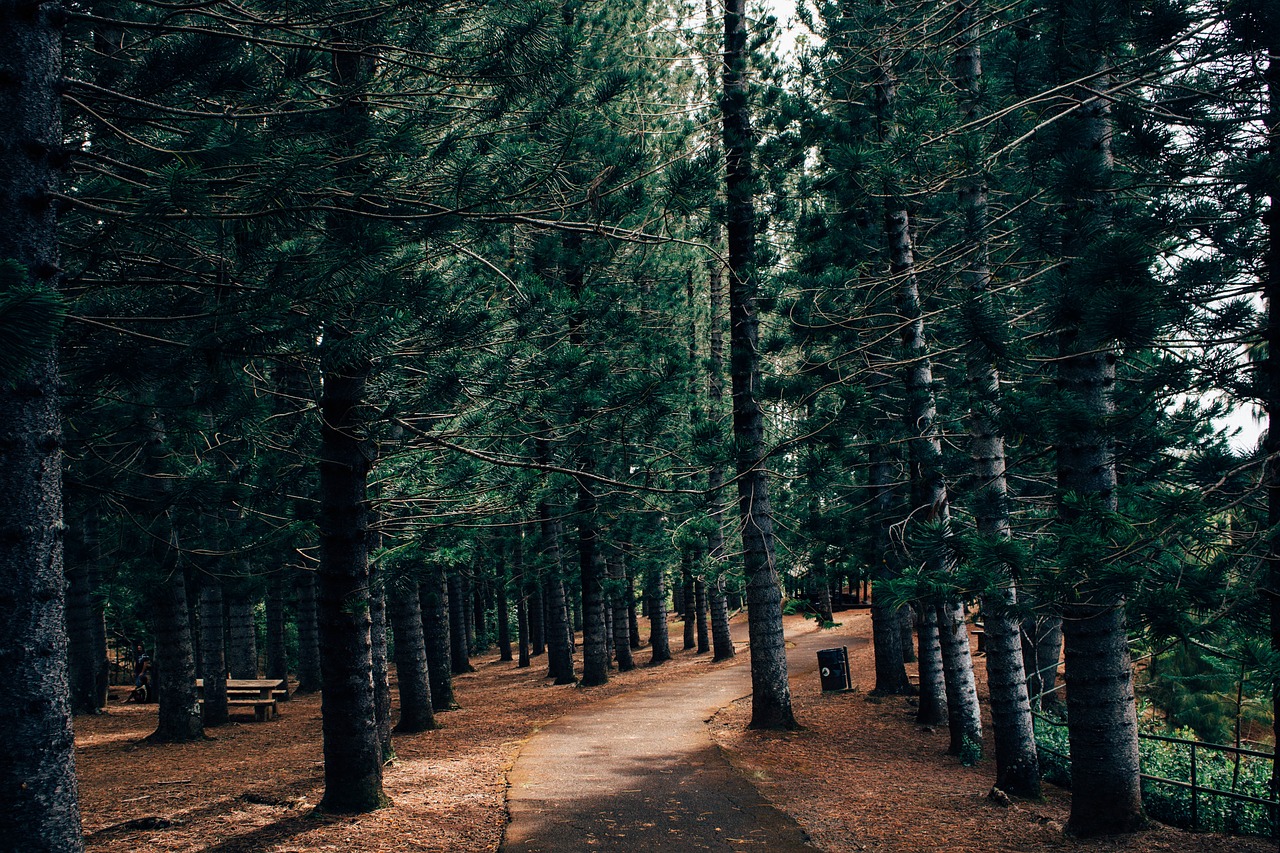 trees forest path free photo