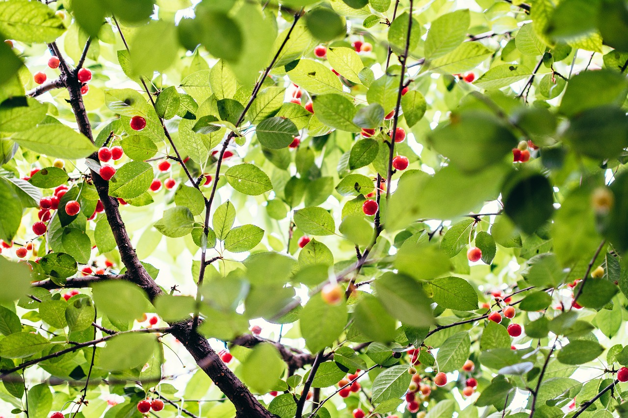 trees branches leaves free photo