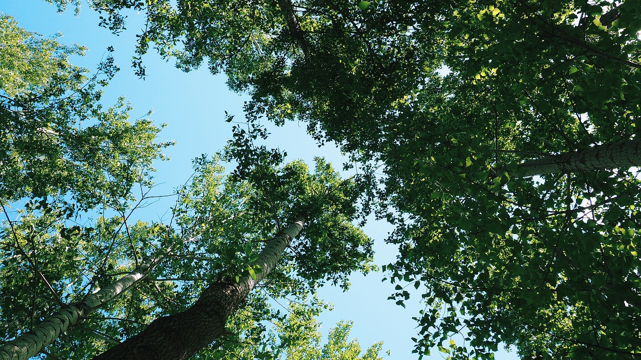 trees leaves branches free photo