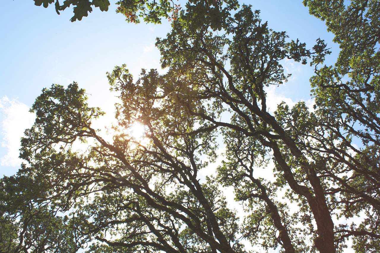 trees branches leaves free photo