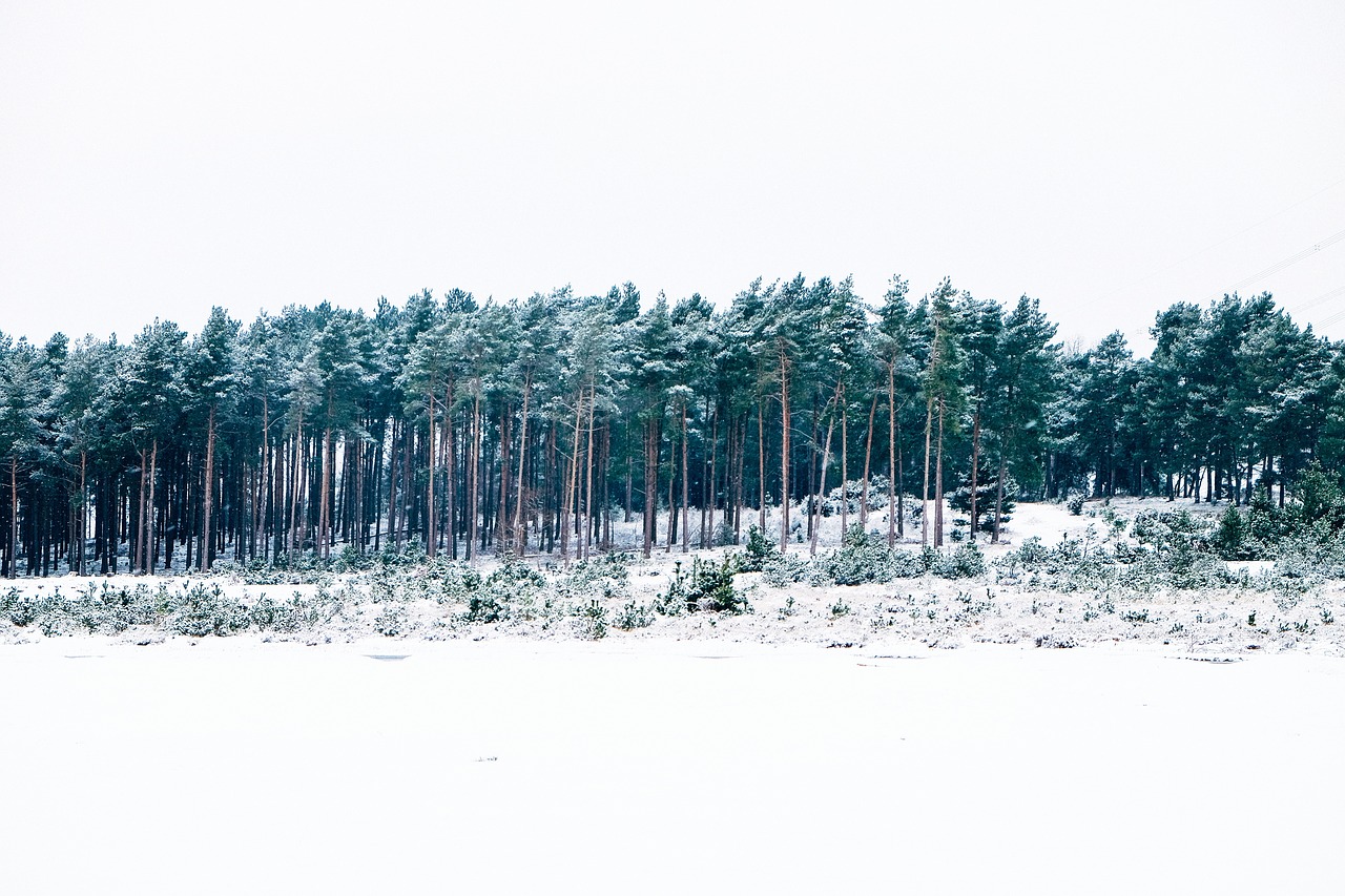 trees forest snow free photo