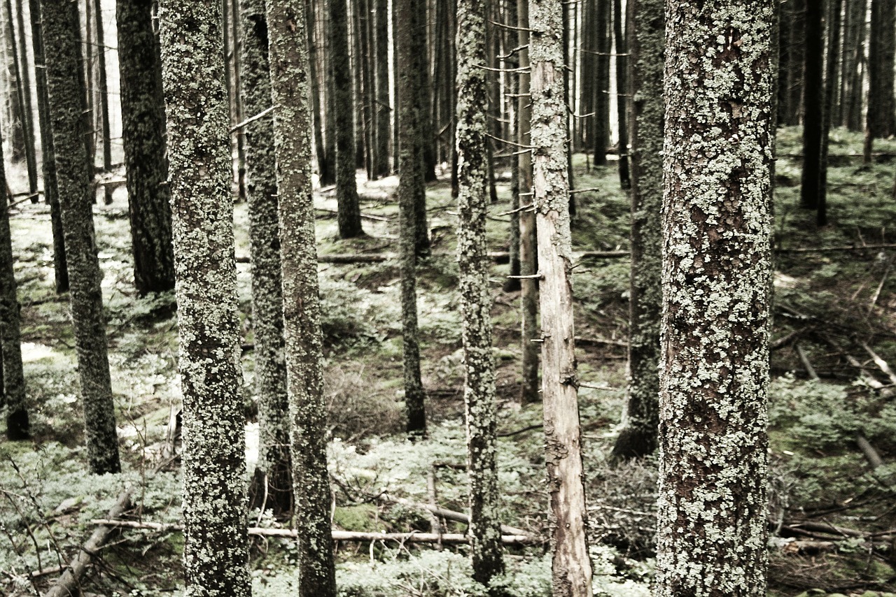 trees forest trunks free photo