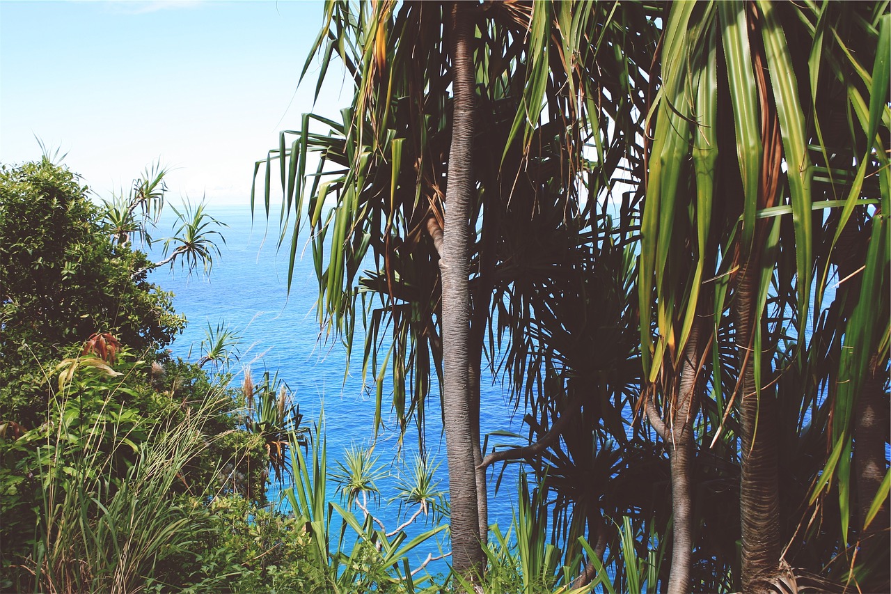 trees ocean sea free photo