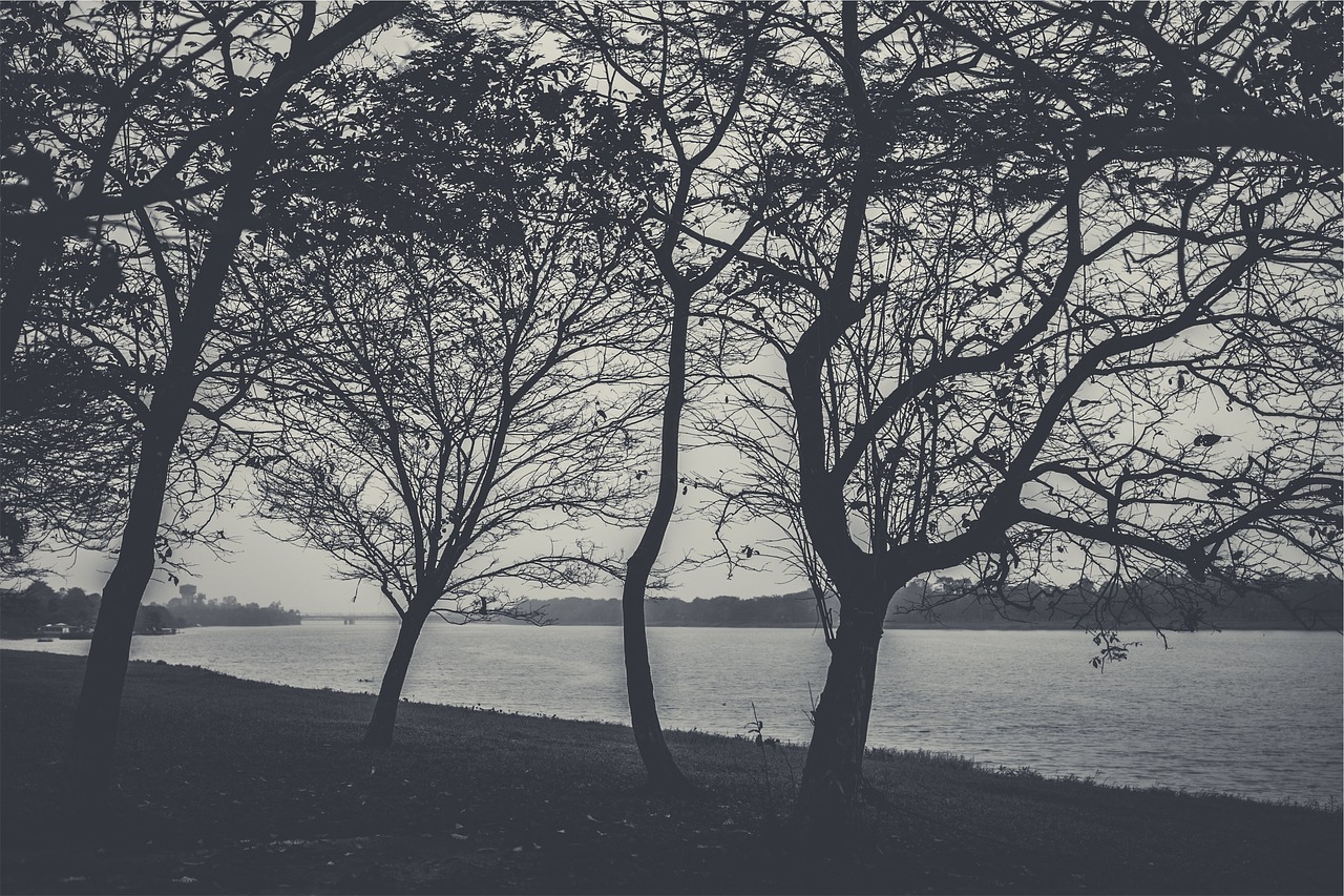 trees branches lake free photo