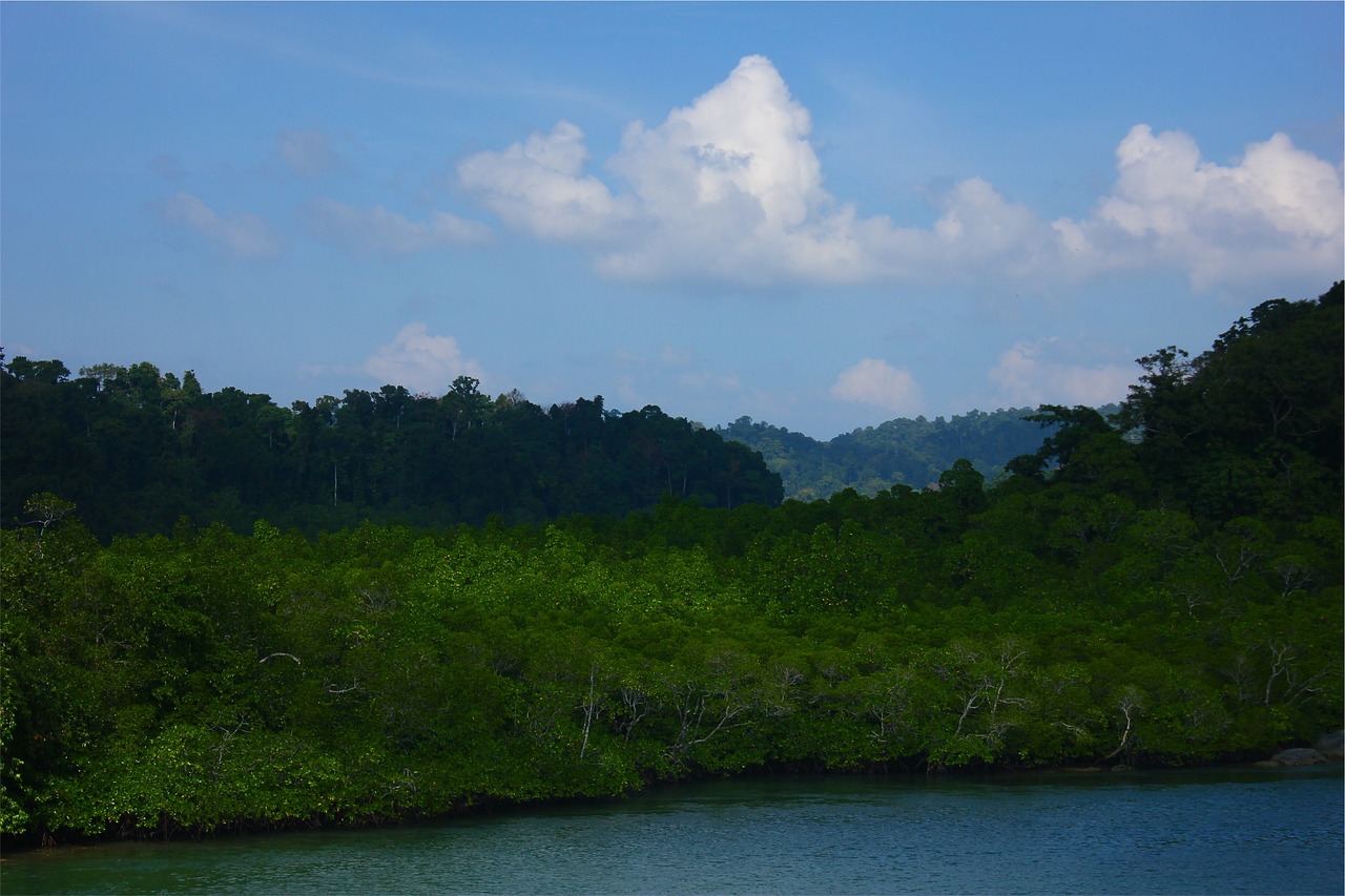 trees water blue free photo