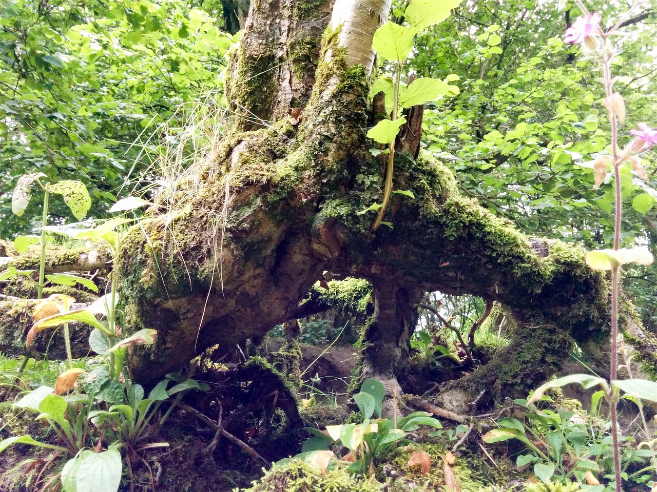 trees stump roots free photo