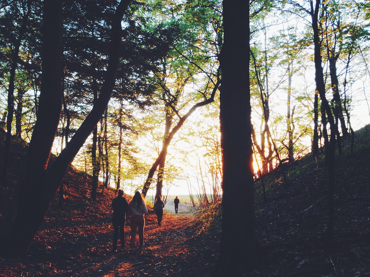 trees woods people free photo