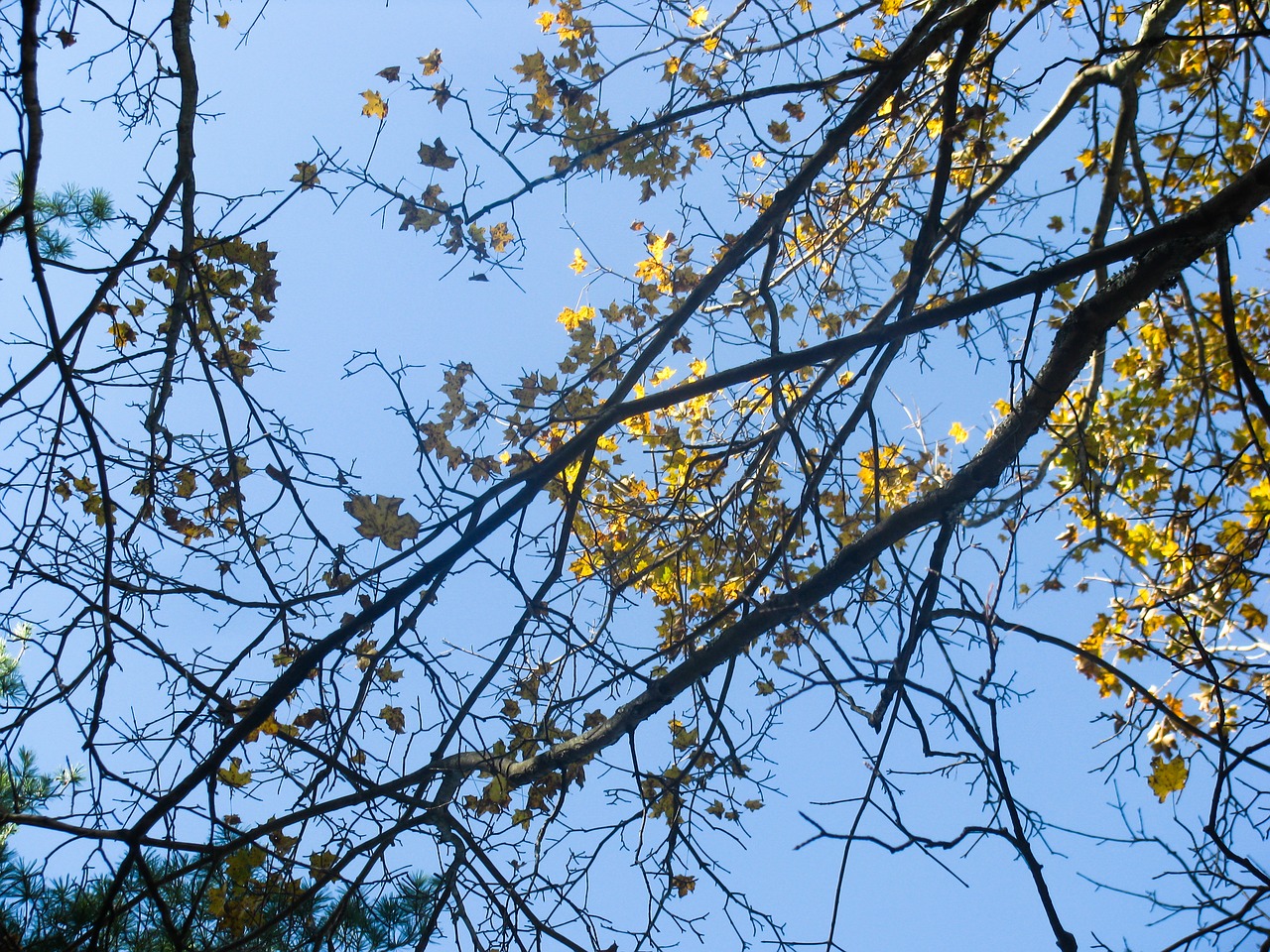 trees branches leaves free photo