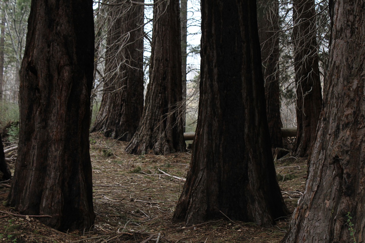 trees tree trunks nature free photo