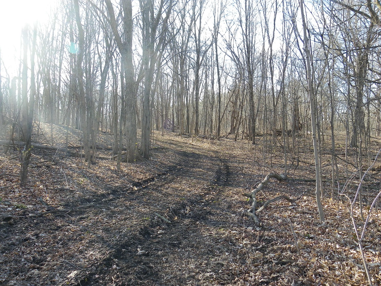 trees woods path free photo