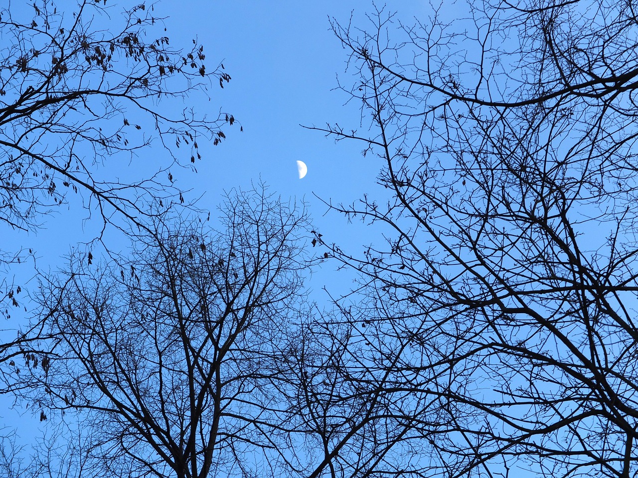 trees aesthetic branches free photo