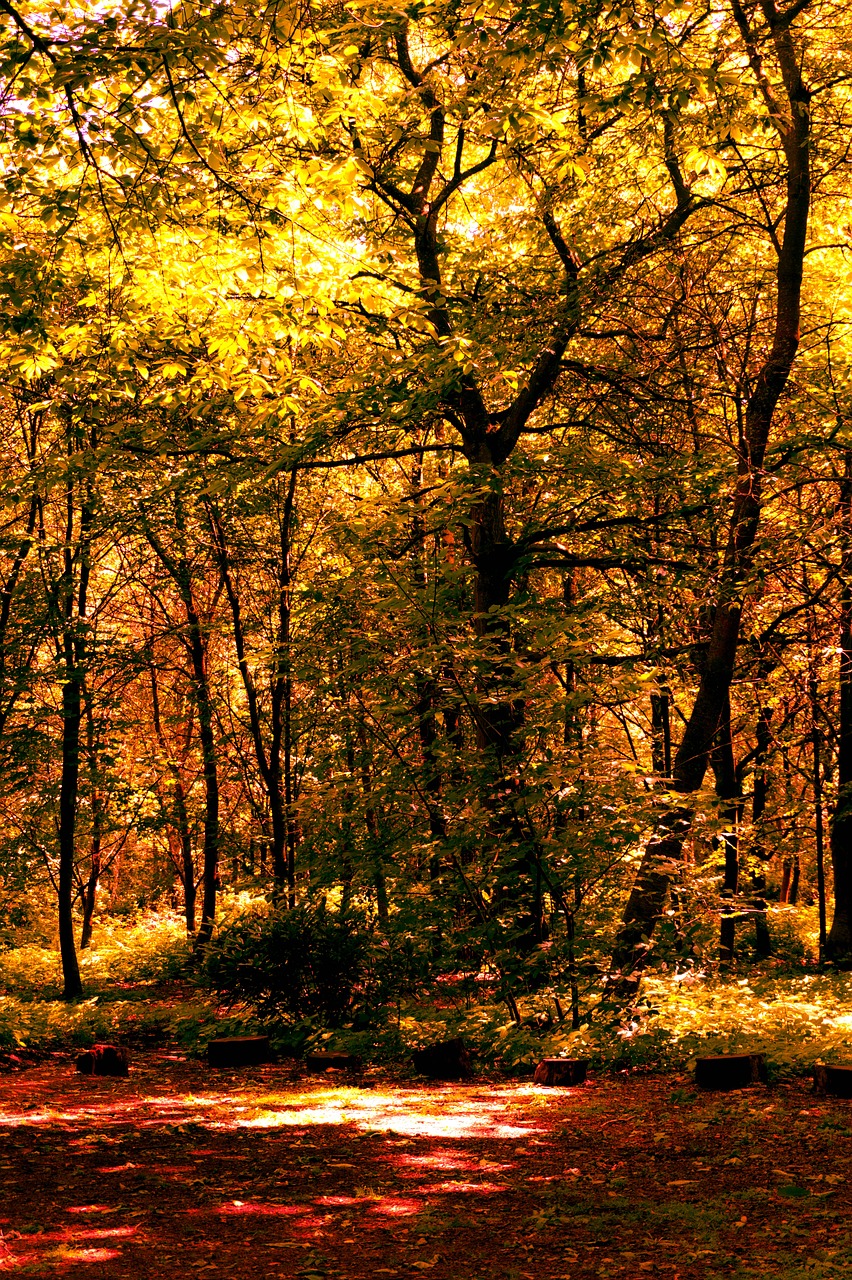 trees autumn season free photo