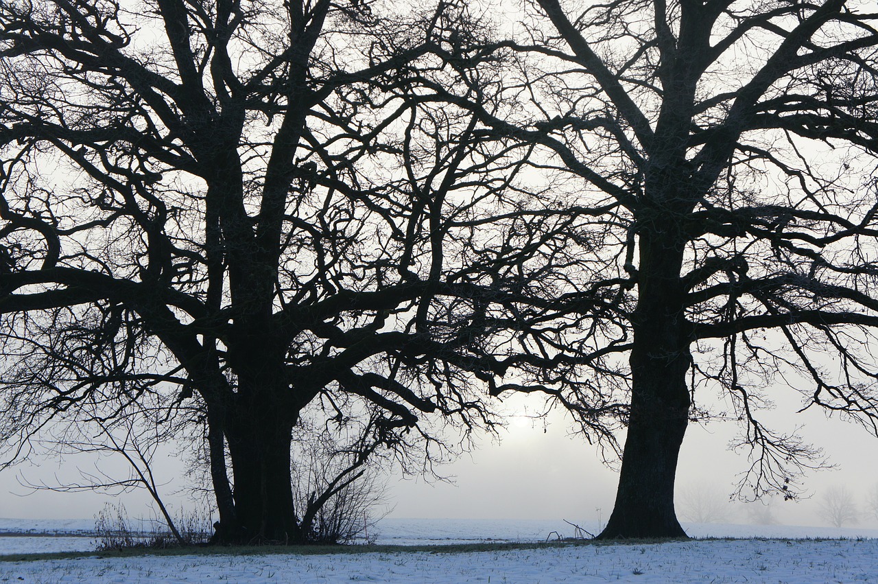 trees morning sunrise free photo