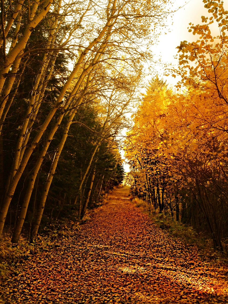 trees forest autumn free photo