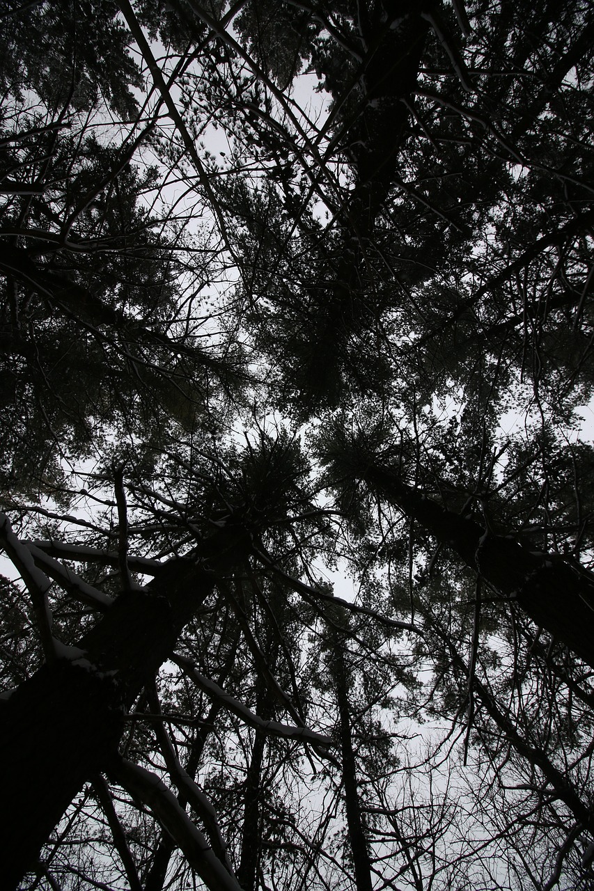 trees dark tall looking up free photo