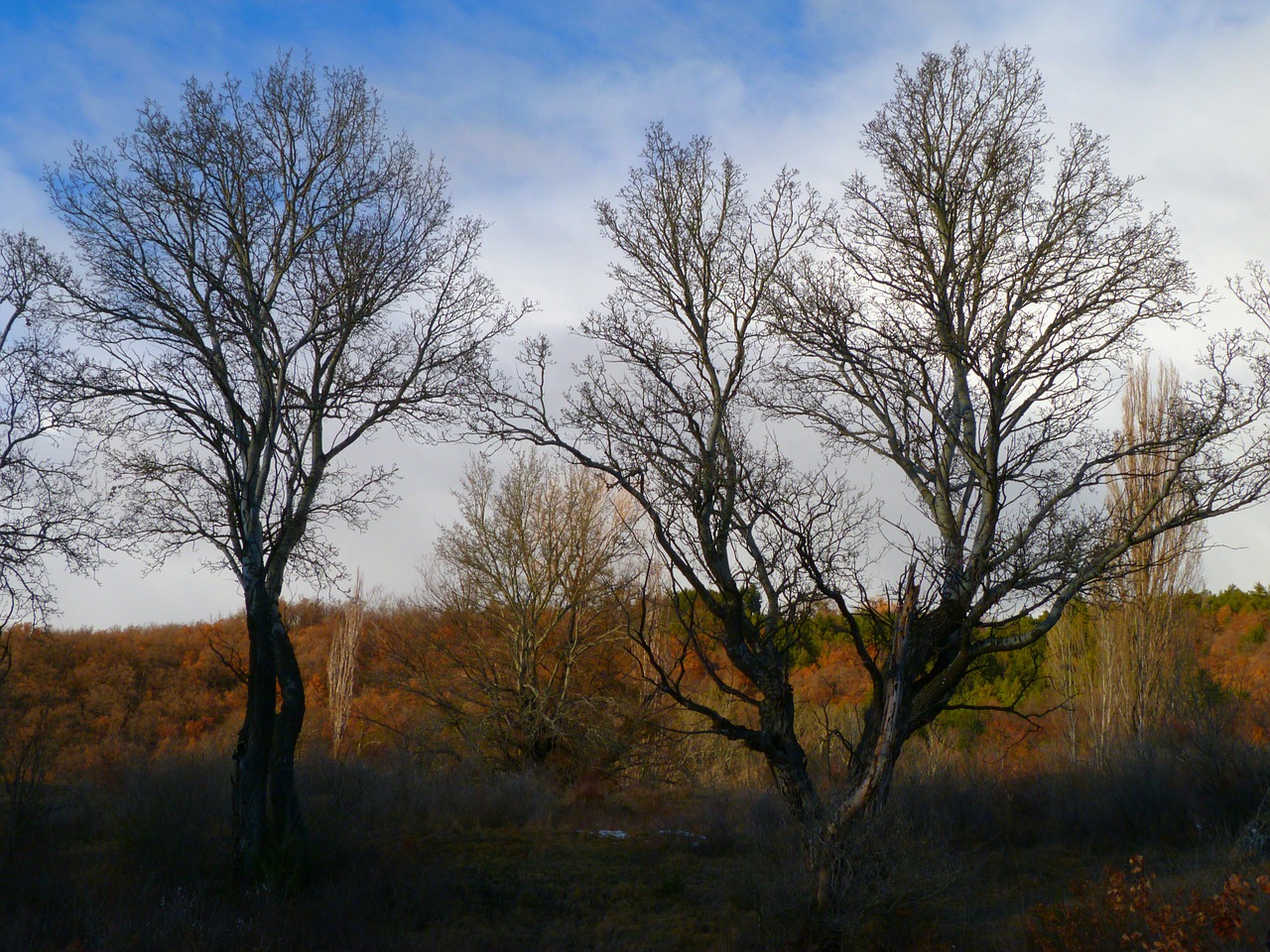 trees landscape nature free photo