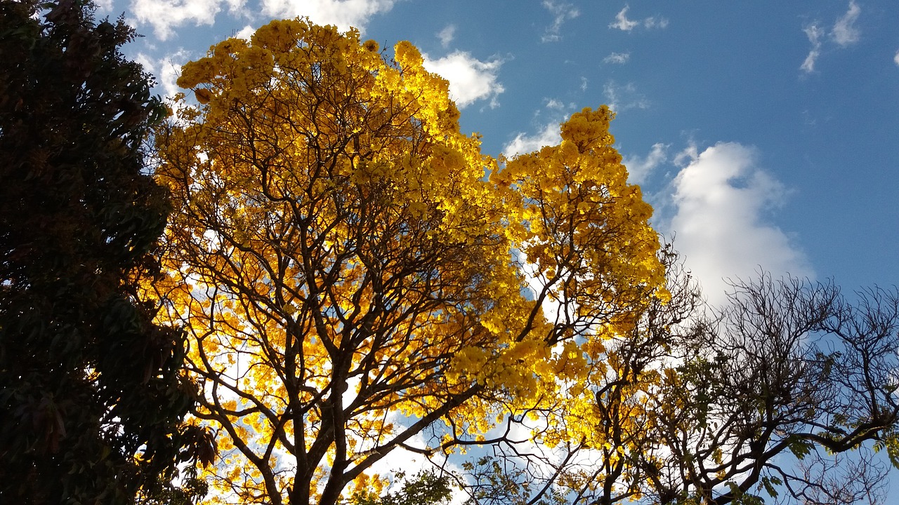 trees ipê flowers free photo