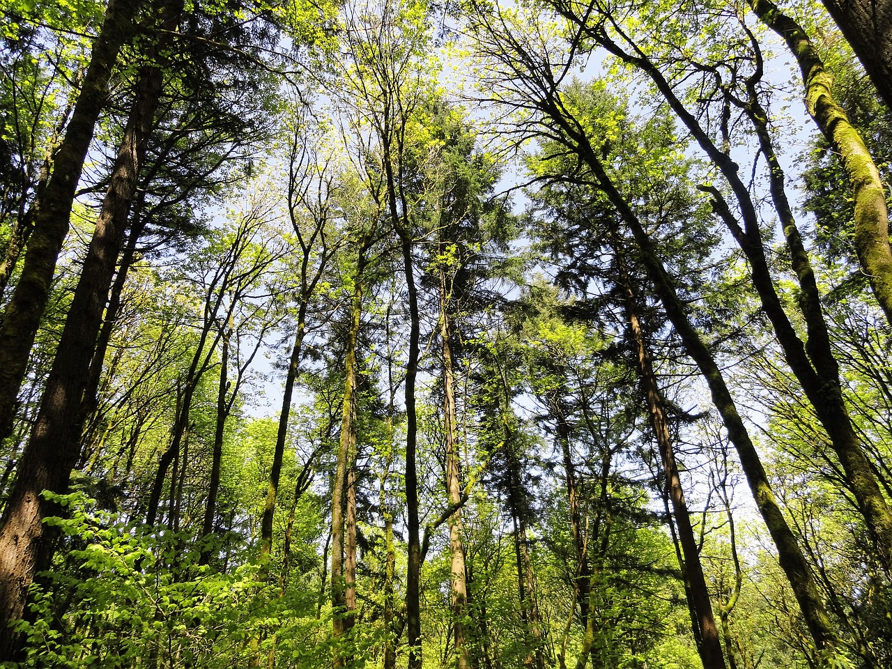 trees nature green free photo