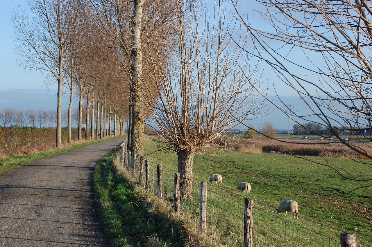 trees road pasture free photo