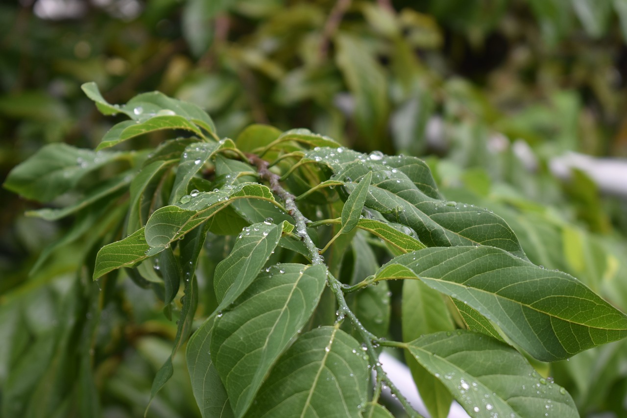 trees leaves nature free photo