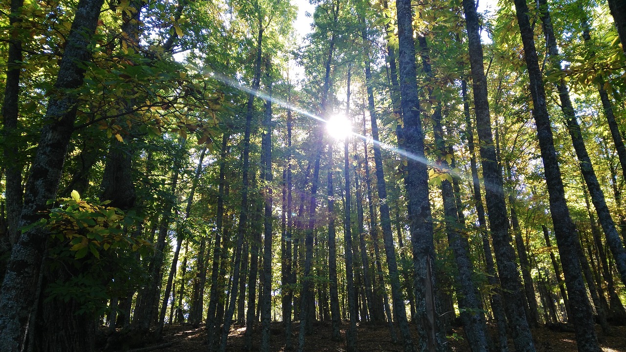 trees forest castañar free photo