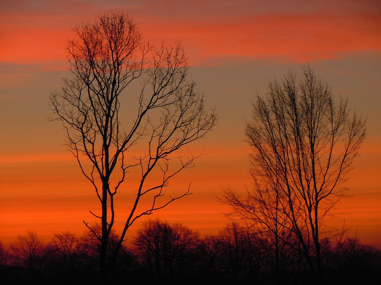 trees sky morgenrot free photo