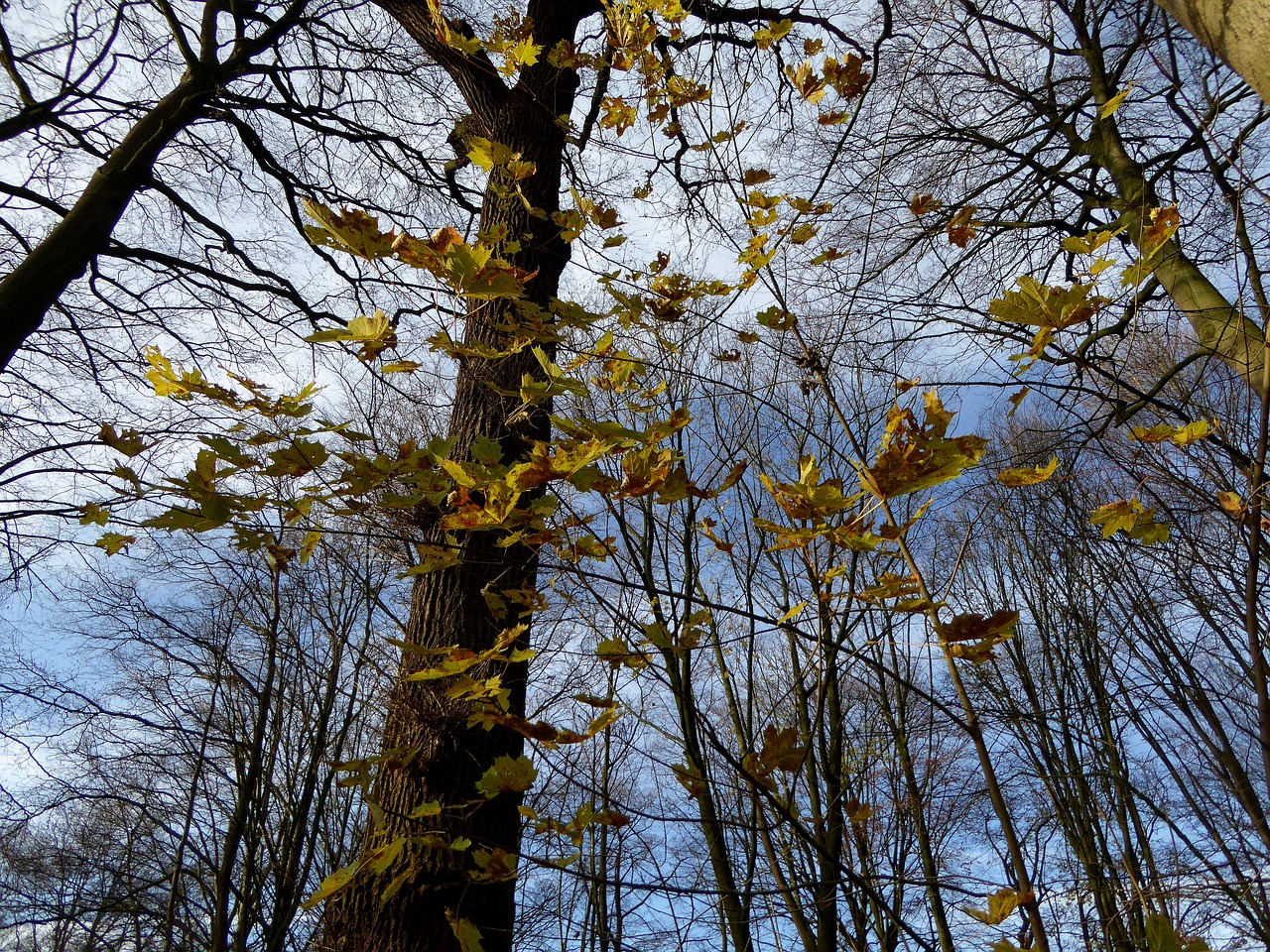 trees autumn sun free photo