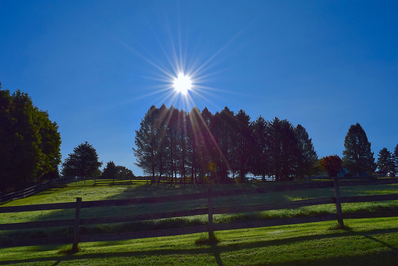 trees sunlight fence free photo