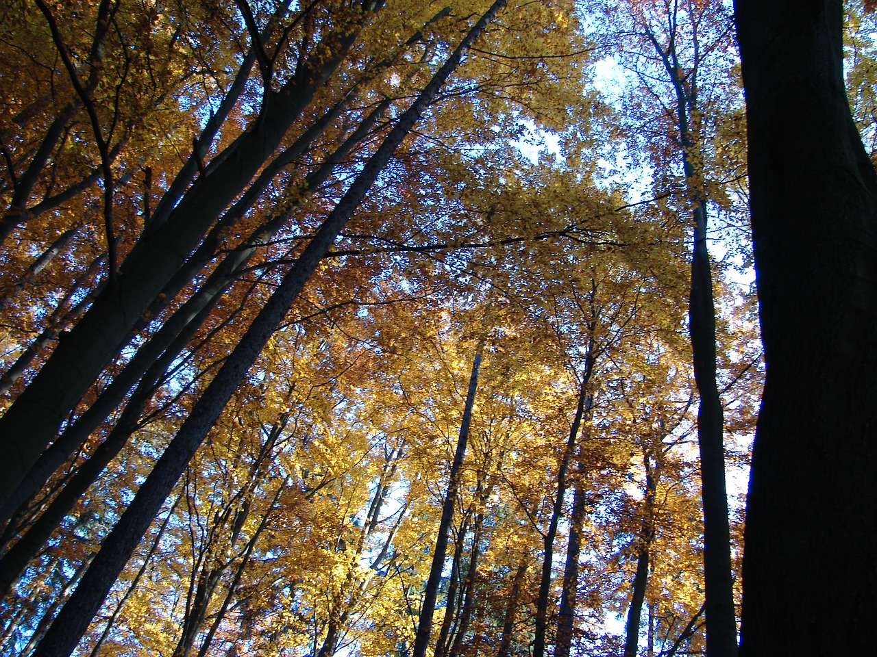 trees autumn nature free photo