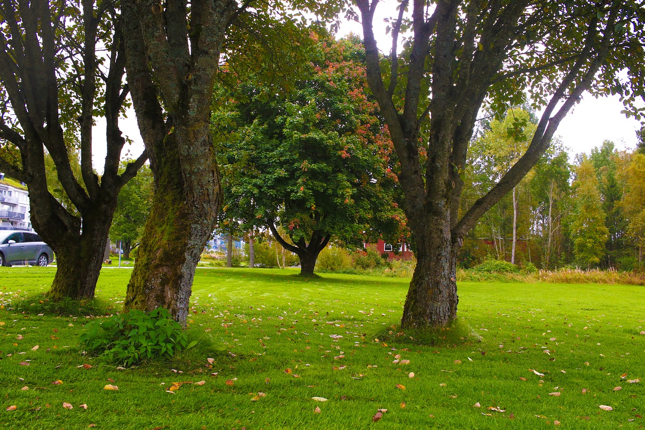 trees landscape autumn free photo