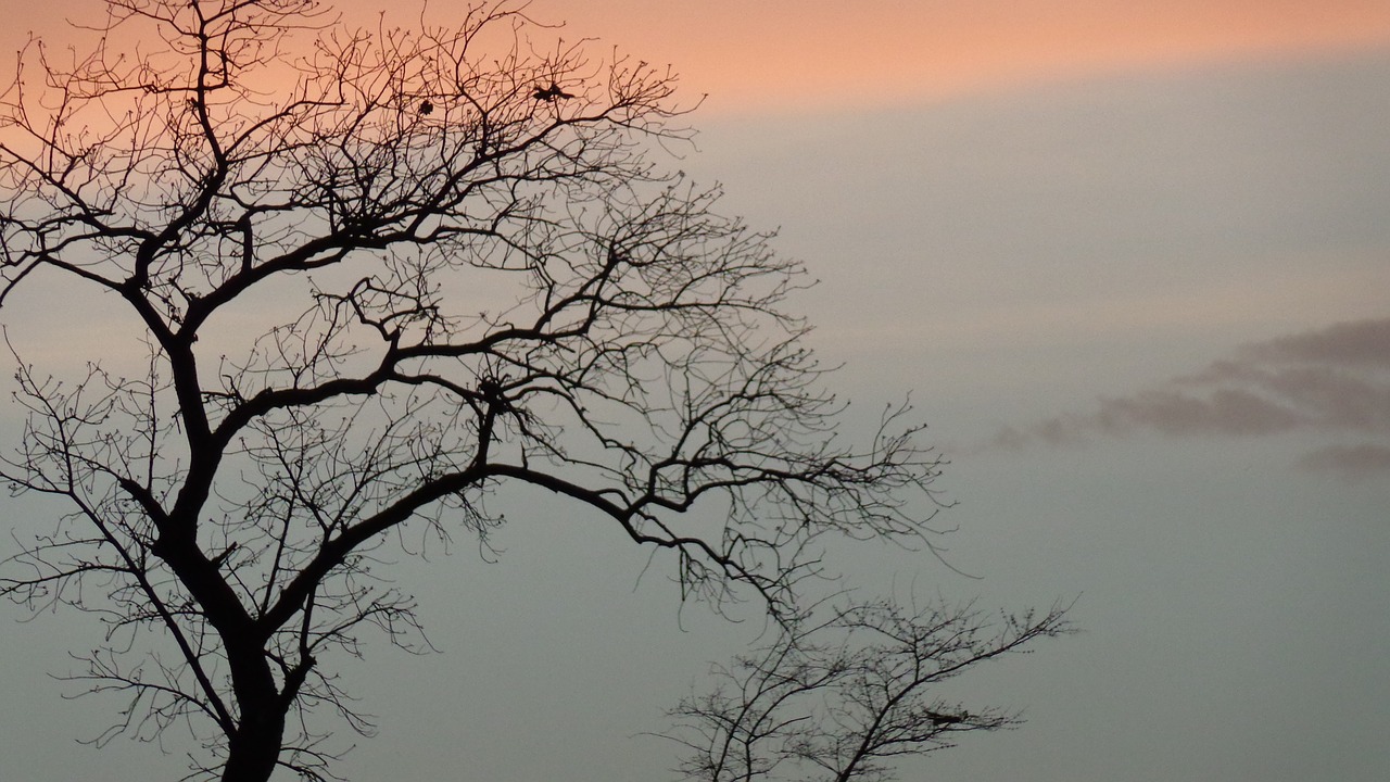 trees evening sky free photo