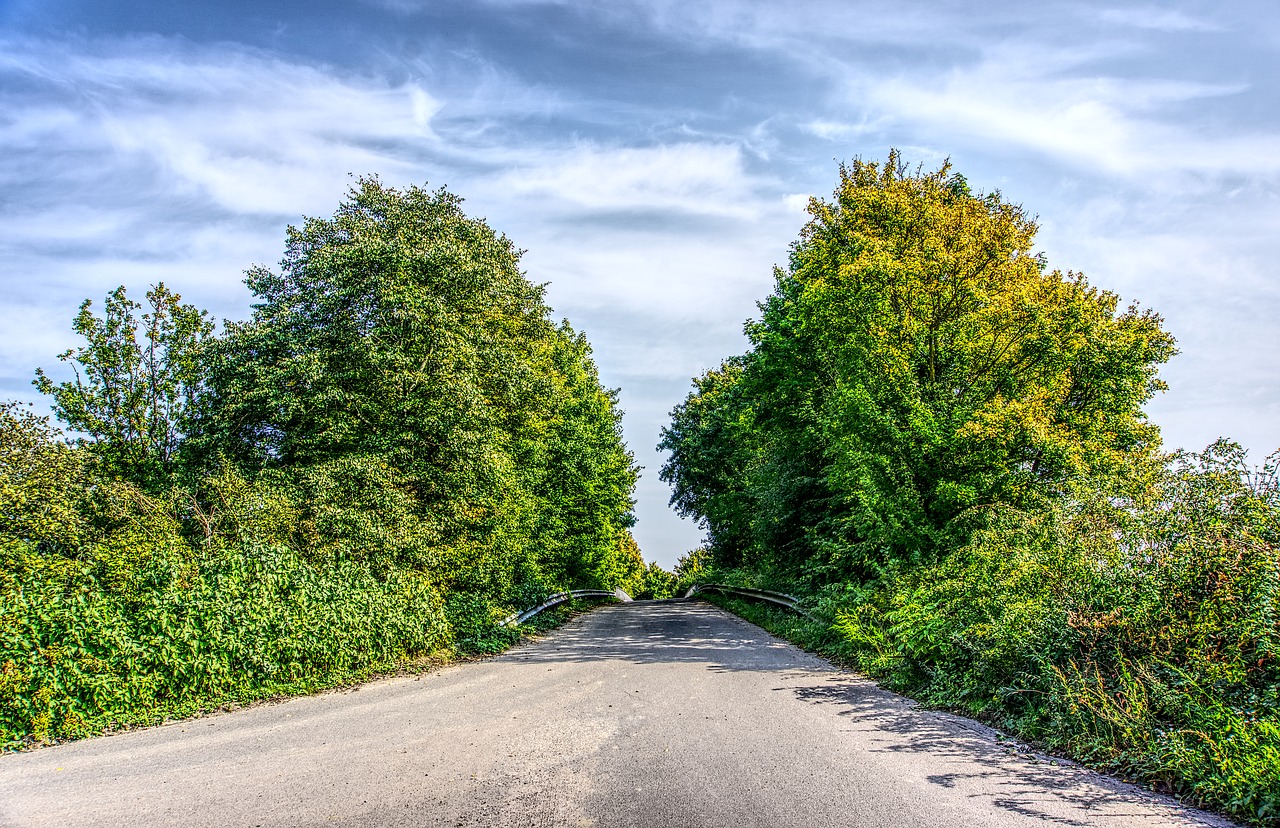 trees road away free photo