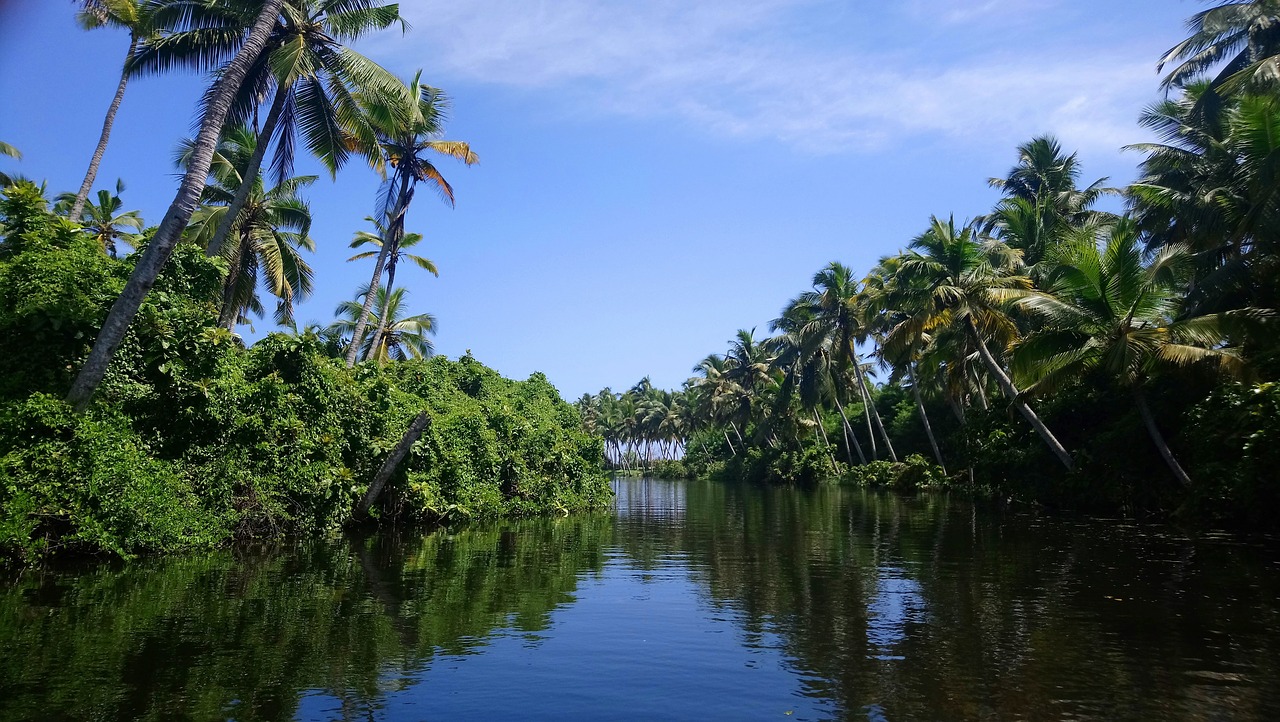 trees green trees with water kerala free photo
