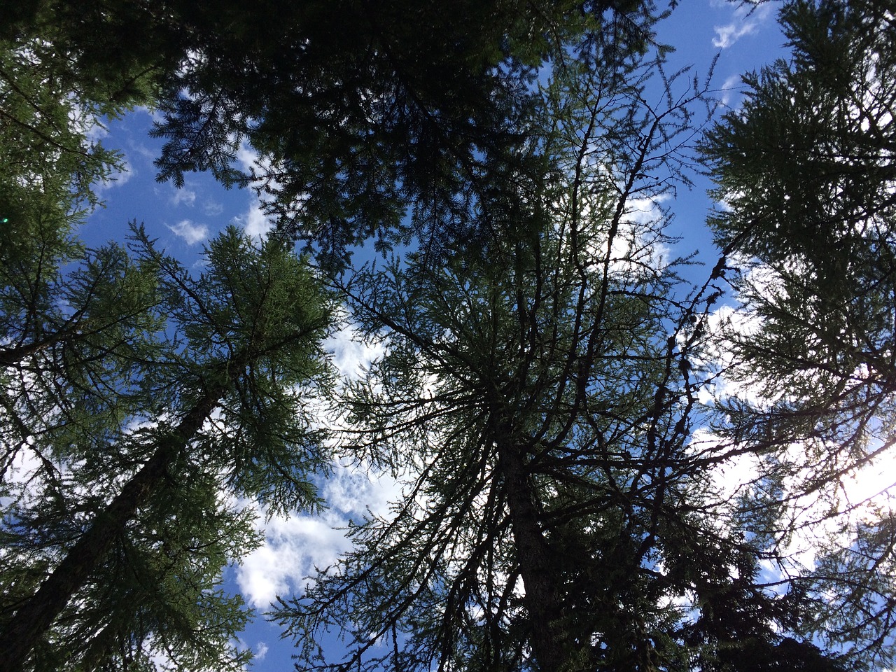 trees sky nature free photo