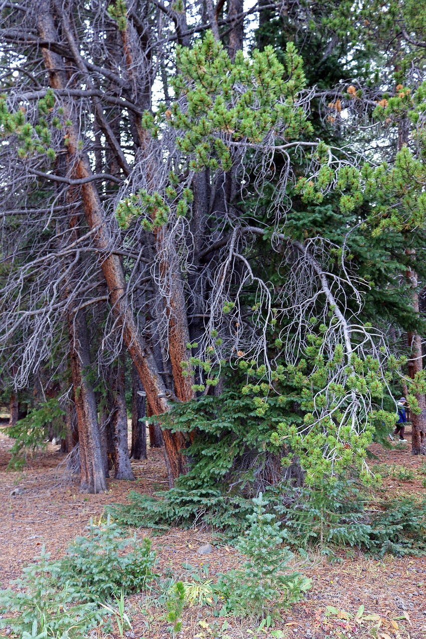 trees twisted branches free photo