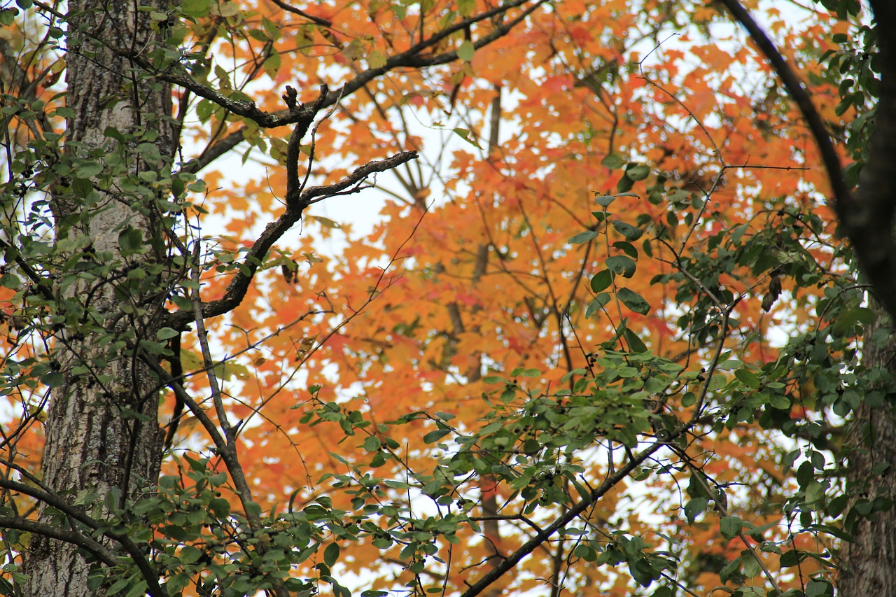 trees orange fall free photo